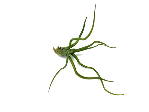 Tillandsia Bulbosa