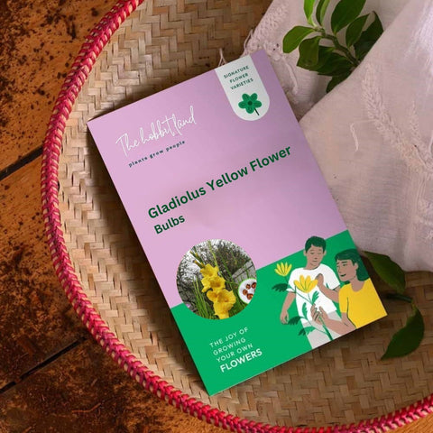 Gladiolus Yellow