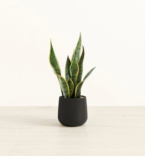 Golden Snake Plant
