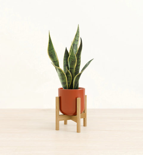 Golden Snake Plant