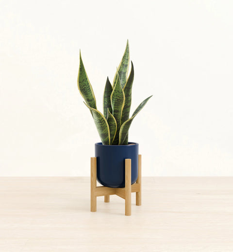 Golden Snake Plant