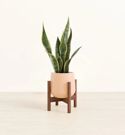 Golden Snake Plant