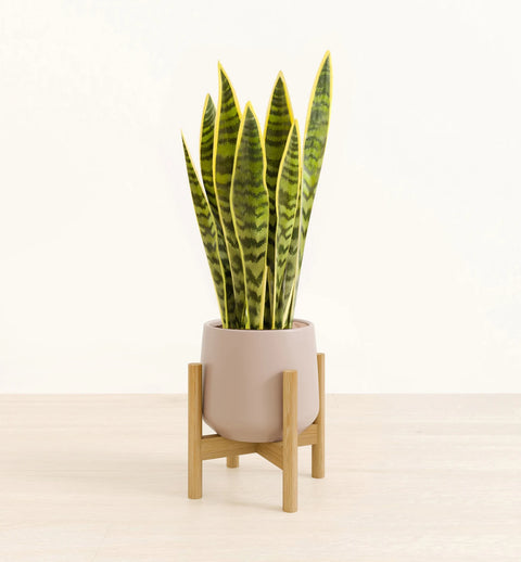 Golden Snake Plant