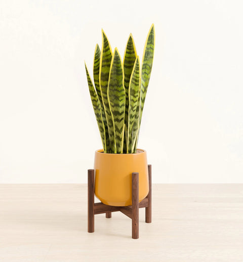 Golden Snake Plant