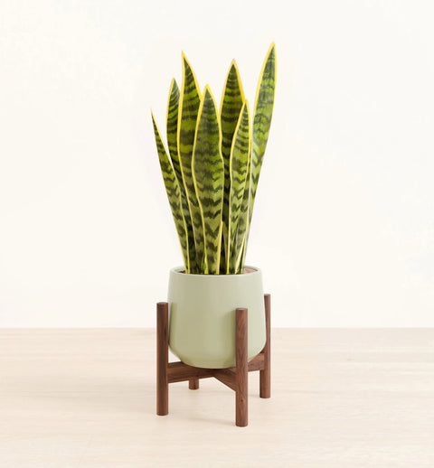 Golden Snake Plant