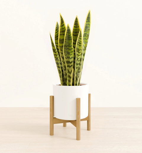 Golden Snake Plant