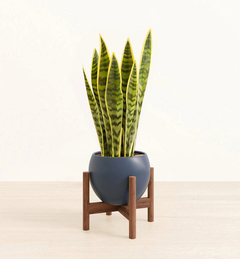 Golden Snake Plant