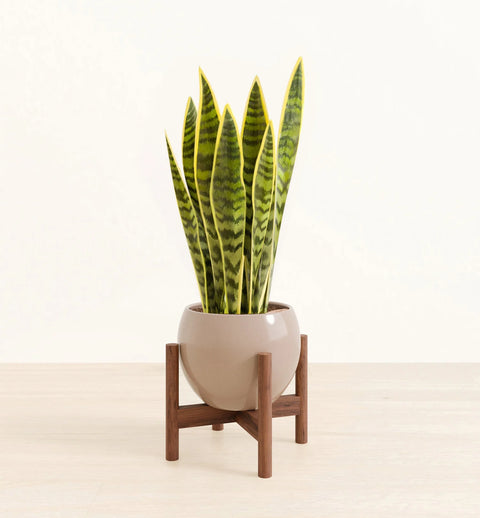 Golden Snake Plant