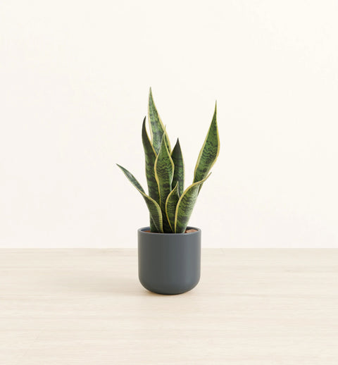 Golden Snake Plant
