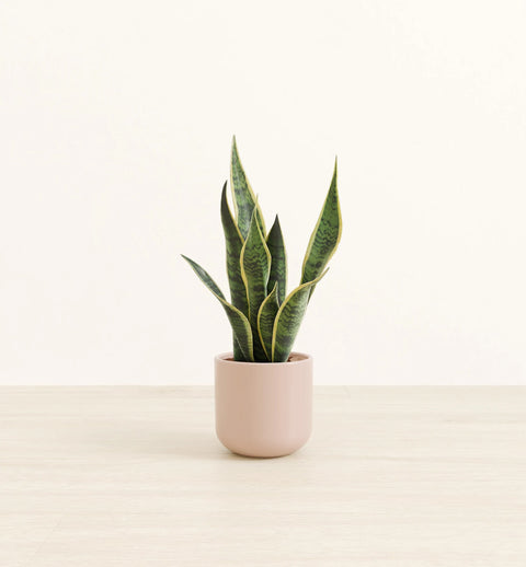 Golden Snake Plant