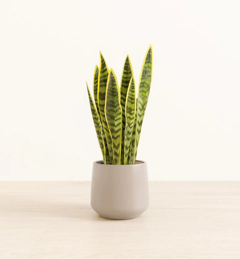 Golden Snake Plant