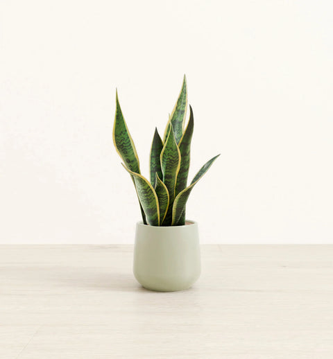 Golden Snake Plant