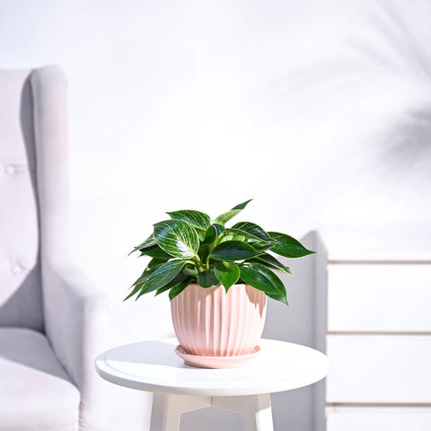 Philodendron Birkin