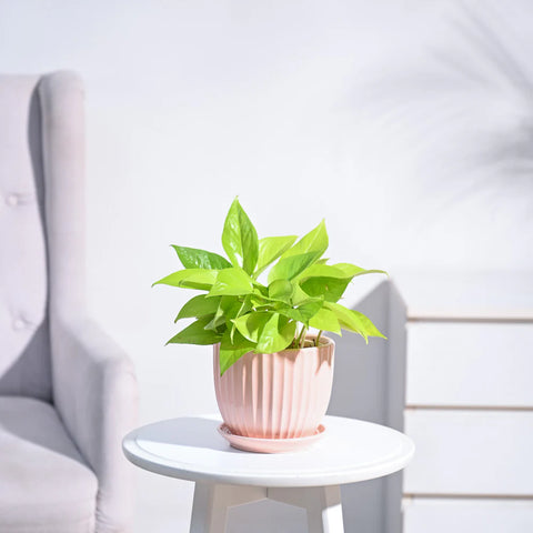 Money Plant Golden