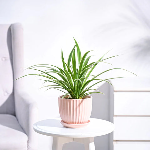 Chlorophytum Spider Plant - Reverse