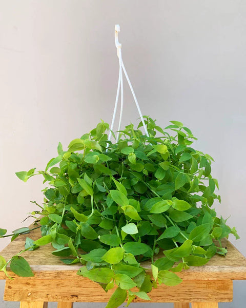 Turtle Vine
