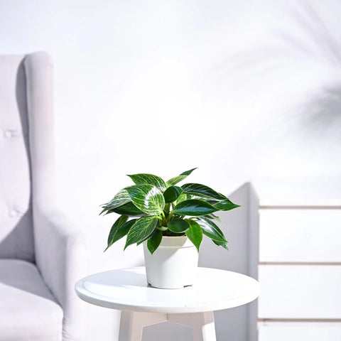 Philodendron Birkin