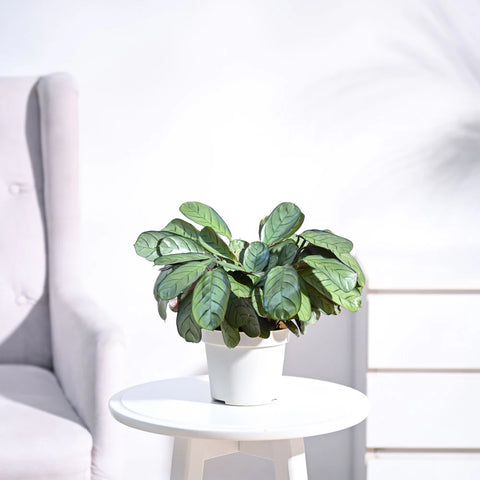 Calathea Burle Marxi