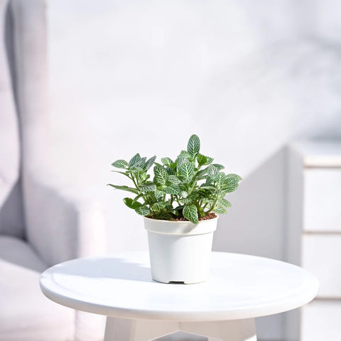 White Nerve Plant