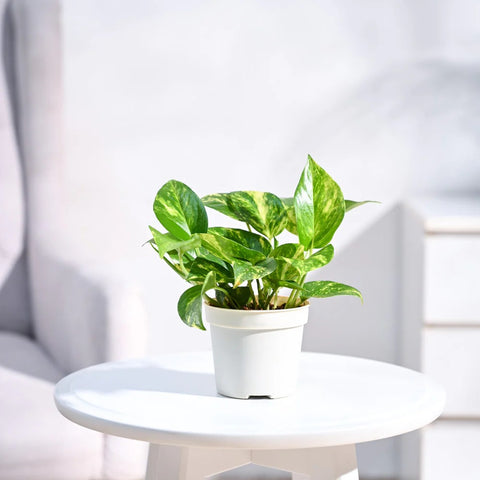 Money Plant Variegated