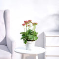 Kalanchoe - Pink