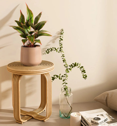Aglaonema Siam Aurora