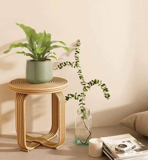 Osaka Bird Nest Fern