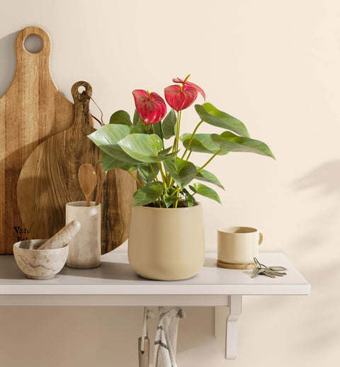 Anthurium Red