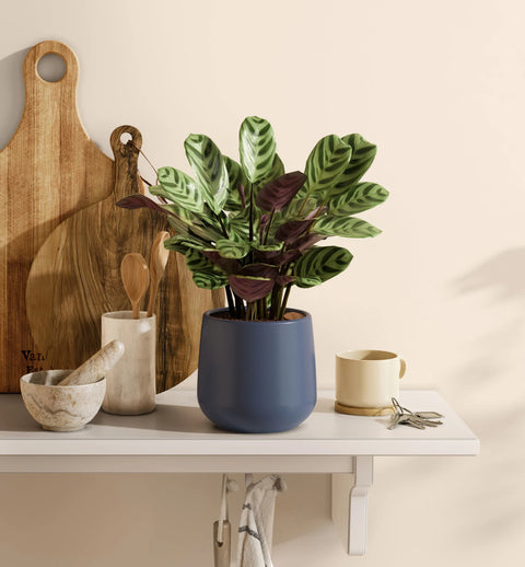 Calathea Burle Marxi