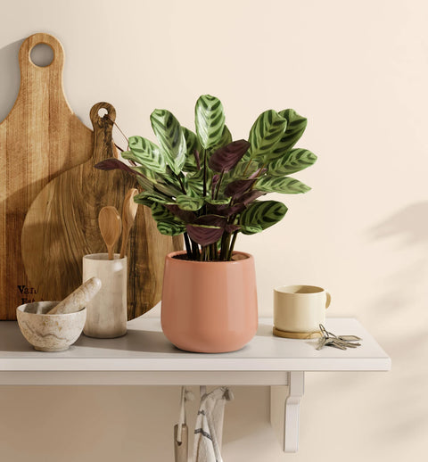 Calathea Burle Marxi