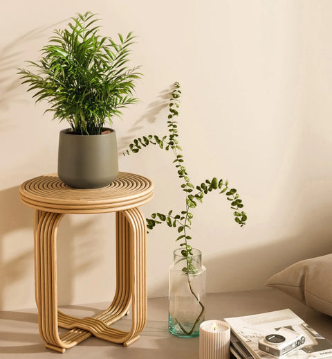 Bamboo Palm