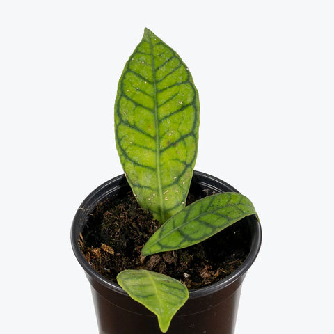 Hoya Callistophylla