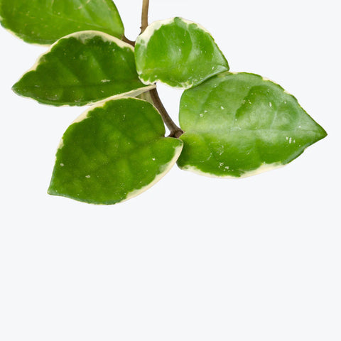 Hoya Carnosa Tricolour - Krimson Queen