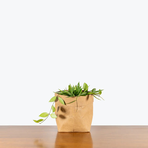 Hoya Gracilis (Memoria)