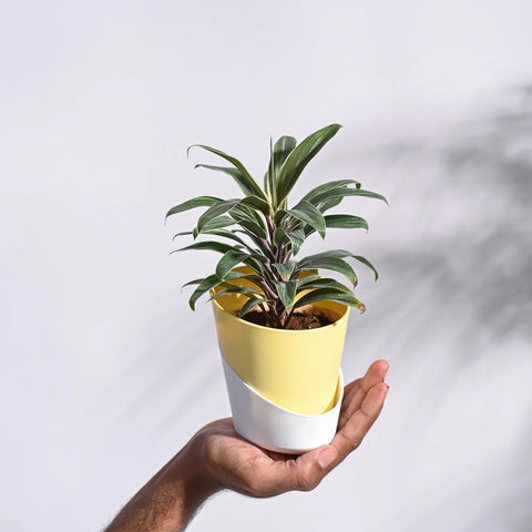 Cordyline Chocolate Queen