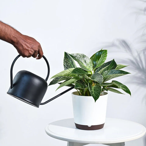 Philodendron Birkin