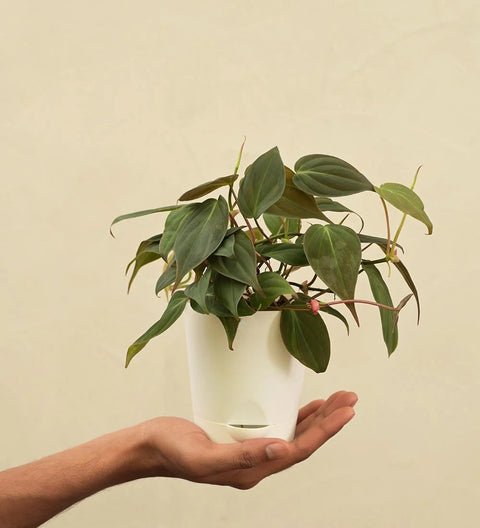 Philodendron Micans