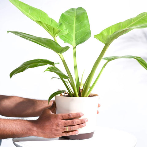 Philodendron Melinonii Gold