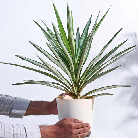 Yucca Silver