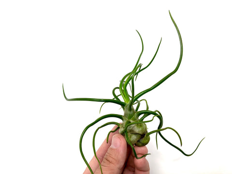 Tillandsia Bulbosa