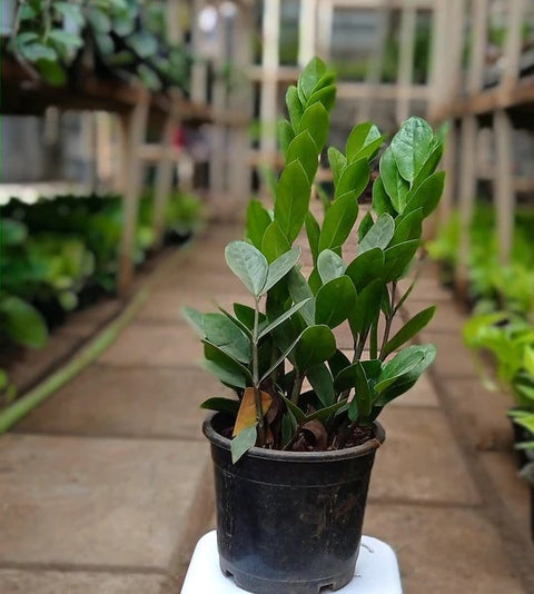 Dwarf ZZ Plant