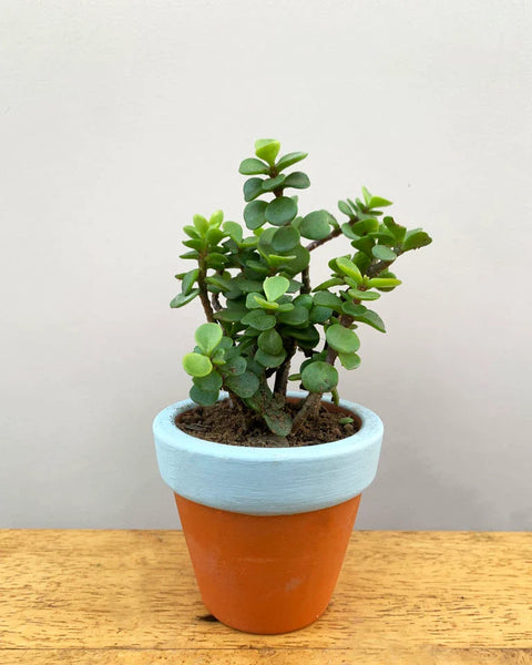 Succulents - Indoor