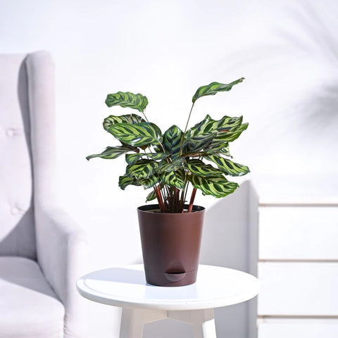 Calathea Makoyana
