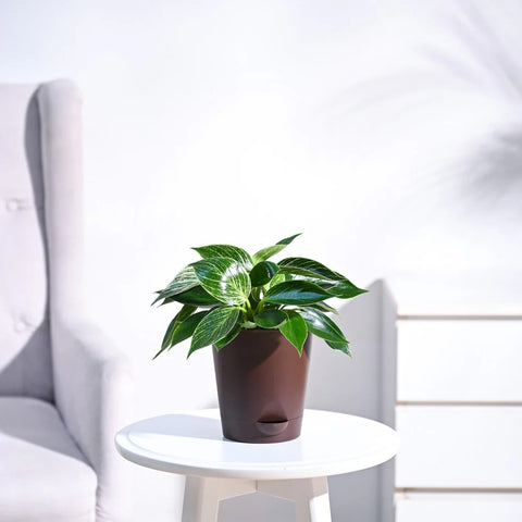 Philodendron Birkin