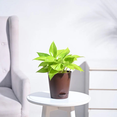 Money Plant Golden