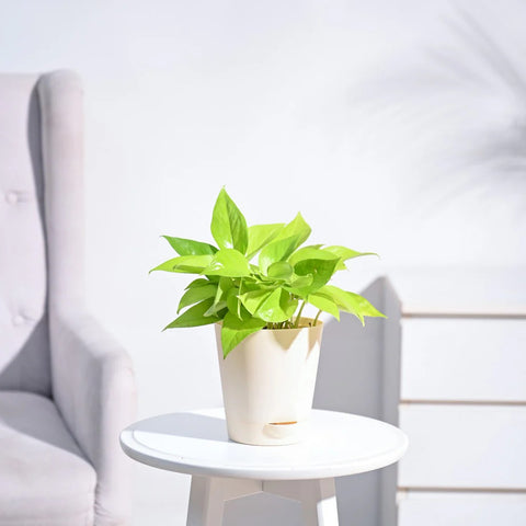 Money Plant Golden