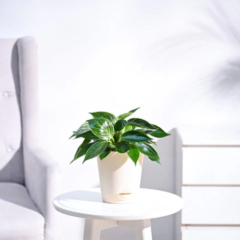 Philodendron Birkin