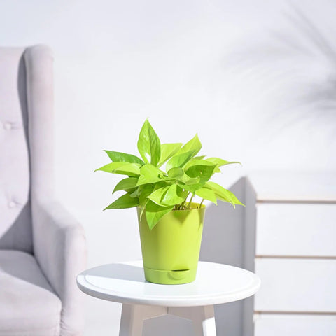 Money Plant Golden