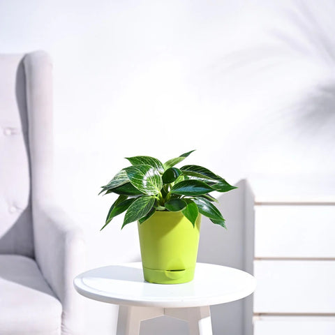 Philodendron Birkin