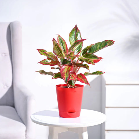 Aglaonema Siam Aurora
